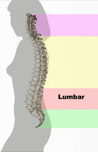 Spinal_column3
