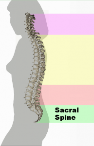 Spinal_column4